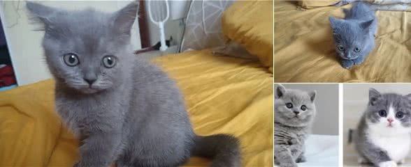 如何挑选一只适合你的宠物猫