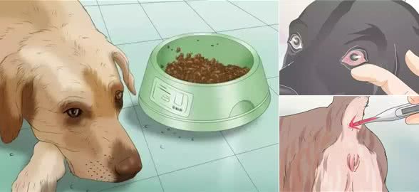 狗狗在家就可以做的体检方法!