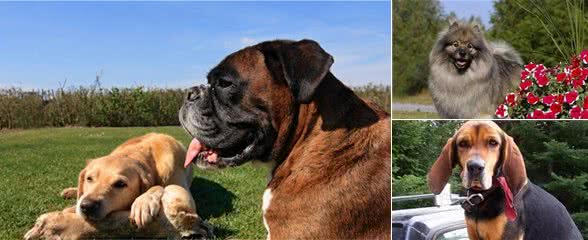 看家护院的5种极品狗狗:虽然少见但是确实很实用哦