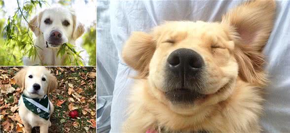 家里的小狗总喜欢乱拉屎拉尿，该怎么办?