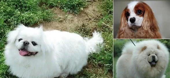 体味最大的狗狗