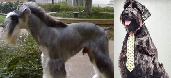 看家护院，巨型雪纳瑞