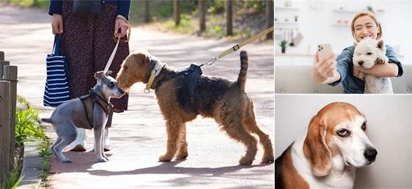 宠物狗心情不爽的四大坑!主人你还在犯吗?