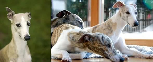 惠比特好养吗?惠比特犬幼犬要怎么饲养?