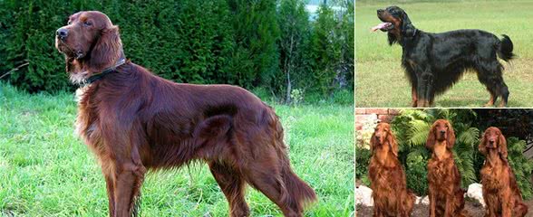 爱尔兰雪达犬，别名:戈登雪达犬、爱尔兰雪达、蹲猎犬、红塞特犬