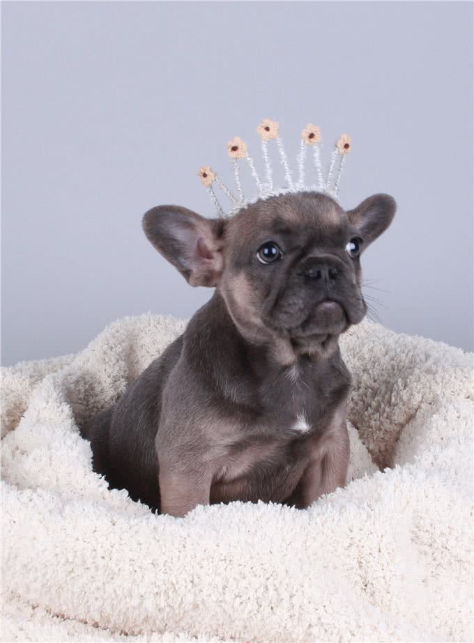 教你亲手为狗狗制作干洗粉