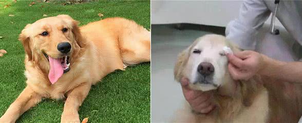 眼部护理技巧:金毛犬有泪痕是什么原因,该怎么办?