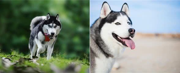 哈士奇是大型犬还是中型犬，哈士奇是大型犬吗，哈士奇是中型犬吗