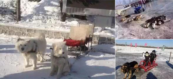 都要9012年了!这些雪橇犬真的不能拉!雪!橇!
