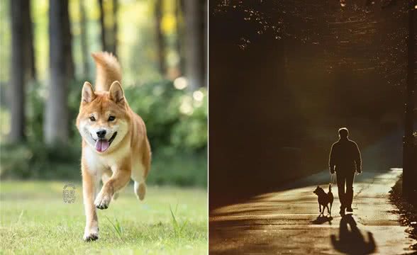 一次意外的救赎，那条勇敢的狗