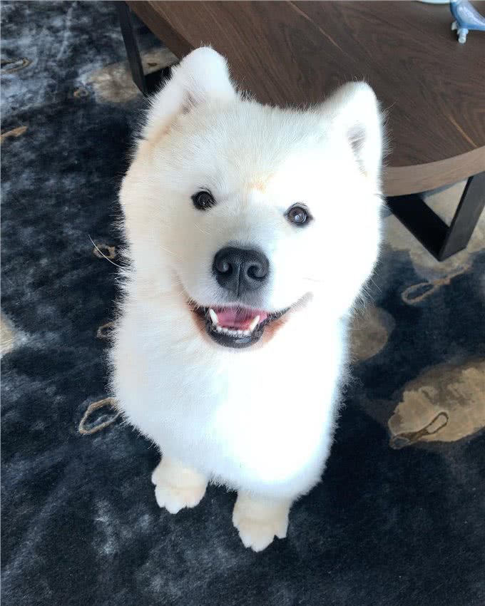 明明不差钱，主人却领养一只浑身皮肤病的狗狗:它没有不好