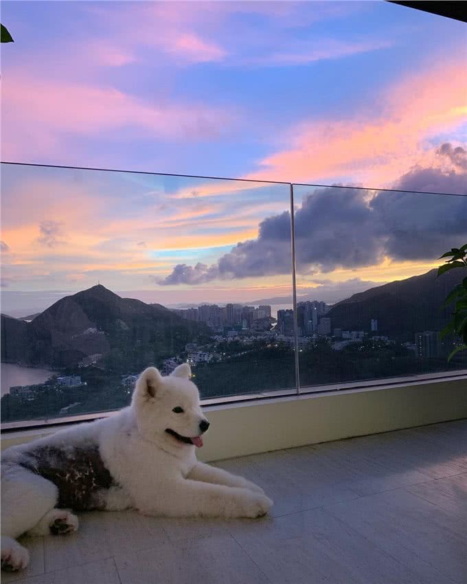 明明不差钱，主人却领养一只浑身皮肤病的狗狗:它没有不好