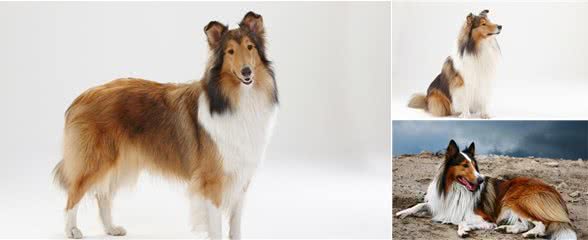 关于苏格兰牧羊犬你了解多少?