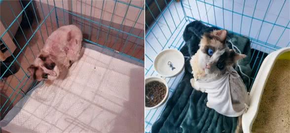 1只名贵布偶猫，被人遗弃在楼梯间:这猫也有人丢吗?