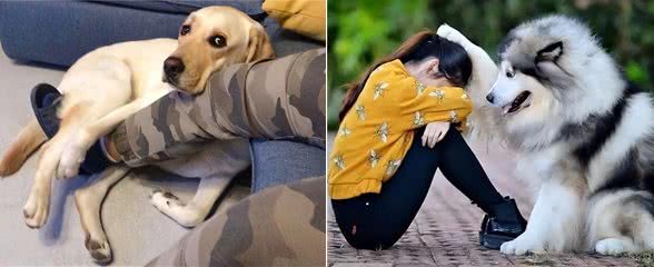 狗狗爱你的表现，占一个，代表你很会养
