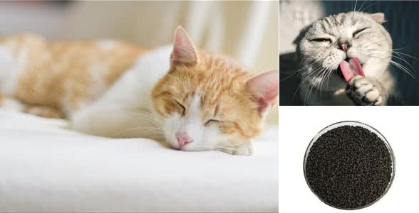 宠物除臭指南，与异味说再见，养宠人士的自我拯救