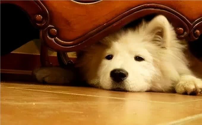 狗狗的这几个动作铲屎官要注意，可能是他们的求救信号