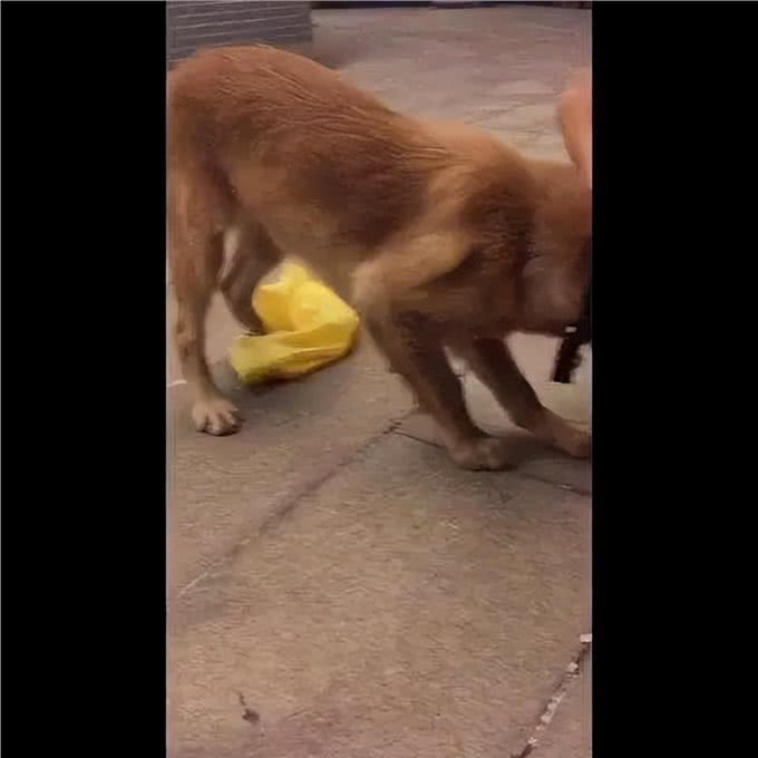 狗狗的这几个动作铲屎官要注意，可能是他们的求救信号