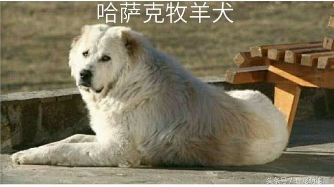 谁说我们中国的狗不如外国的狗，明明很可爱，很霸气的