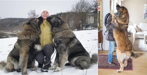 盘点世界上，体型巨大的10种犬!你都认识吗?