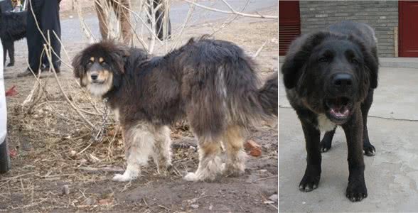西藏两大神犬，你只知道藏獒却不知道另一大神犬