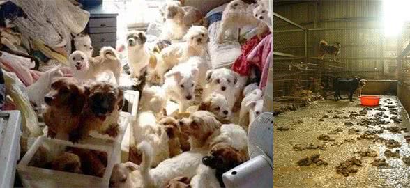 救助超多流浪猫狗，不一定是有爱心，可能是动物囤积症患者