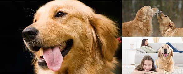 训练金毛的3个办法，各位宠主快快拿好啦!