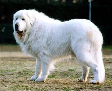 世界10大名犬，最具有贵族气质的纯血种狗狗排行榜