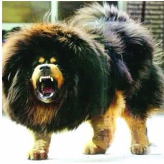 世界10大名犬，最具有贵族气质的纯血种狗狗排行榜