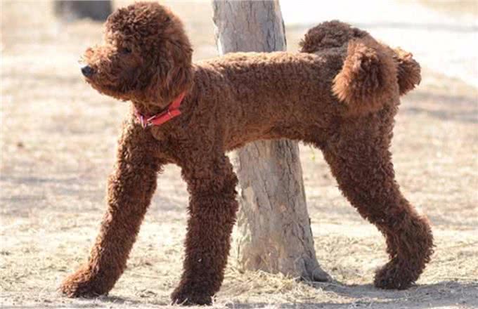 世界10大名犬，最具有贵族气质的纯血种狗狗排行榜