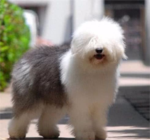 世界10大名犬，最具有贵族气质的纯血种狗狗排行榜