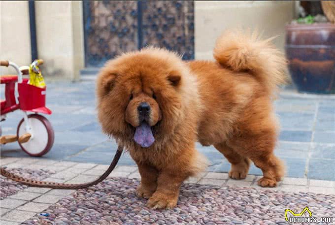 世界10大名犬，最具有贵族气质的纯血种狗狗排行榜