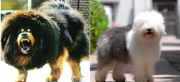 世界10大名犬，最具有贵族气质的纯血种狗狗排行榜