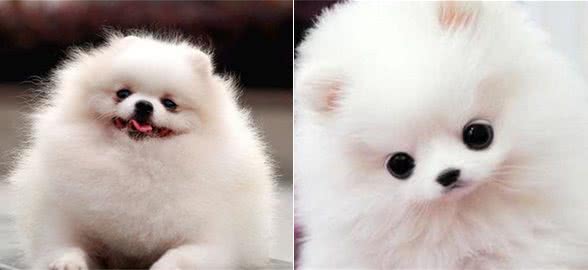 温柔且忠诚，可以做伴侣的狗狗—博美犬