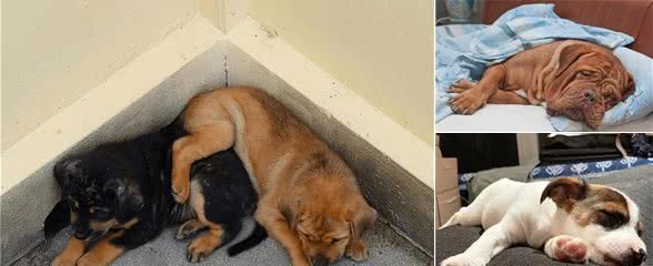 睡姿预测狗狗性格,惊人准确!