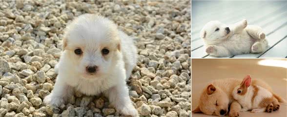 狗狗还小，该如何做运动呢?99%的人做错了