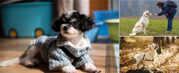 看着别人家的狗听话懂事，你是否也心动?训练好狗狗的2个技巧