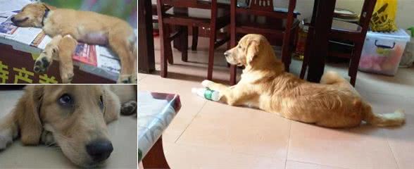 狗的狂犬疫苗多久打一次?