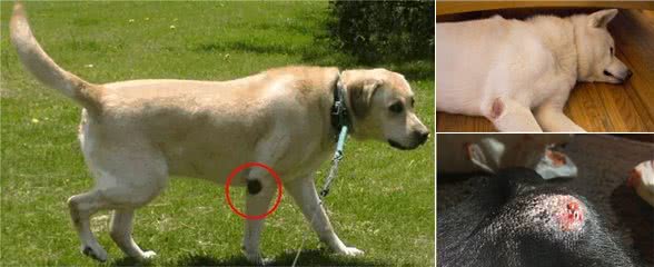 狗腿上有老茧?都是主人的祸