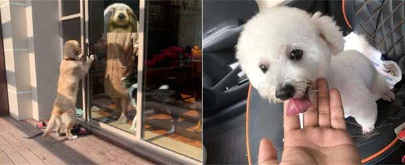 狗狗用爪子扒拉你，其实是在暗示这些事