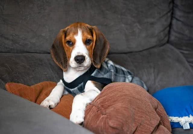 比格犬的攻击性强不强?宠蓓萌