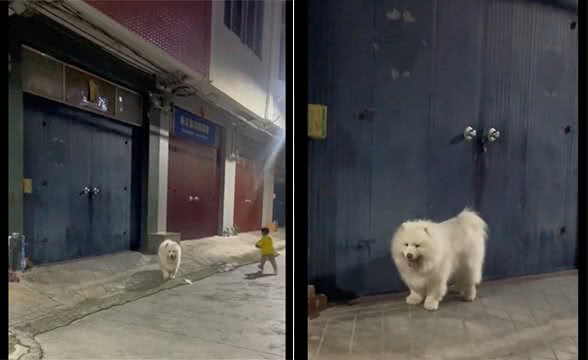 萨摩耶去找好朋友玩，站在对方家门口不敢叫就傻等着，社恐小狗啊