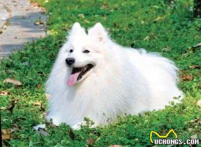 女生适合养什么狗狗?推荐给你适合女生养的狗狗