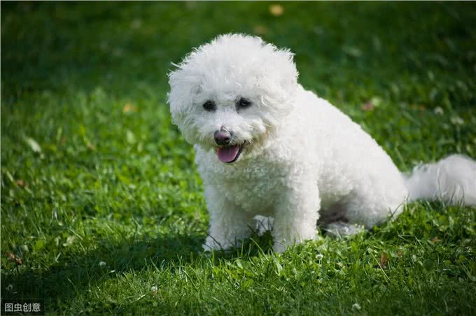 女生适合养什么狗狗?推荐给你适合女生养的狗狗