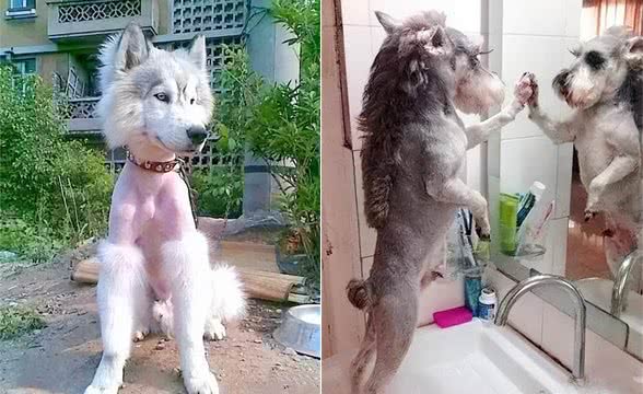 自己在家怎么给狗狗剪毛