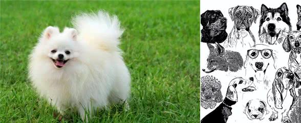 悲哀的纯种狗!人类的畸形审美，痛苦却让宠物承担