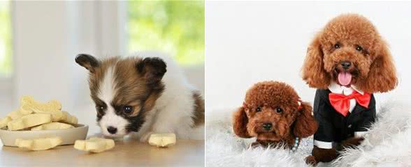 你知道宠物的最佳喂食时间吗?