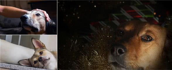 狗狗为何总在半夜叫不停?揭秘背后的三大真相，让你和狗狗都好眠