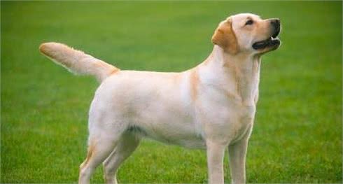 宠物问问，怎样彻底杀灭狗身上的跳蚤?