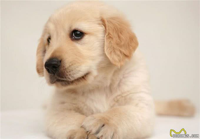 宠物问问，怎样彻底杀灭狗身上的跳蚤?